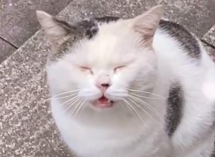 重庆一女孩向流浪猫打招呼,小猫热情回应(图1)