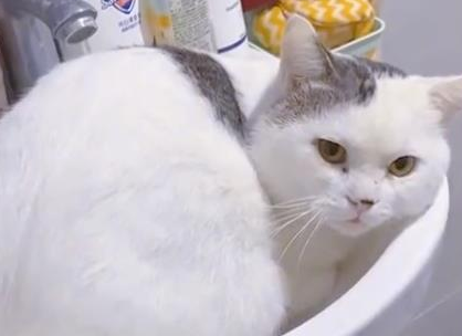 重庆一女孩向流浪猫打招呼,小猫热情回应(图2)