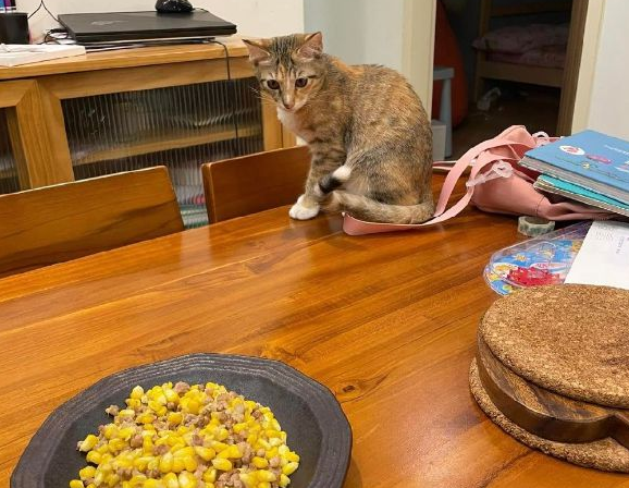 主人一吃饭,猫咪就围过来发出灵魂拷问:你好意思一个人吃独食吗(图1)