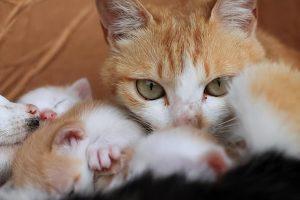新生猫咪的营养问题(哺乳期间要注意什么?)(图1)