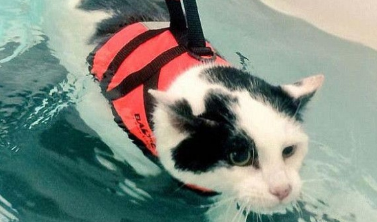 英国胖猫靠游泳来减肥 每次游45分钟成功减下1.8公斤(图1)