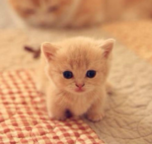 猫咪患了猫鼻支该怎么办?怎么照顾患了猫鼻支的猫咪?(图1)