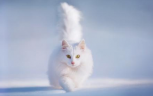 猫咪患了猫鼻支该怎么办?怎么照顾患了猫鼻支的猫咪?(图3)