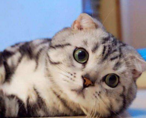 猫咪患了猫鼻支该怎么办?怎么照顾患了猫鼻支的猫咪?(图4)