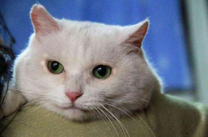 猫咪患了猫鼻支该怎么办?怎么照顾患了猫鼻支的猫咪?(图5)