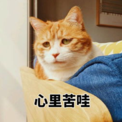 猫咪患了猫鼻支该怎么办?怎么照顾患了猫鼻支的猫咪?(图6)