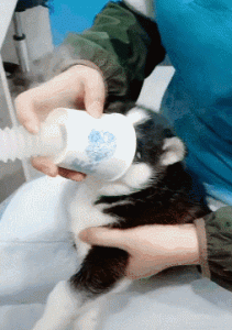 猫咪患了猫鼻支该怎么办?怎么照顾患了猫鼻支的猫咪?(图9)