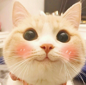 猫咪患了猫鼻支该怎么办?怎么照顾患了猫鼻支的猫咪?(图11)