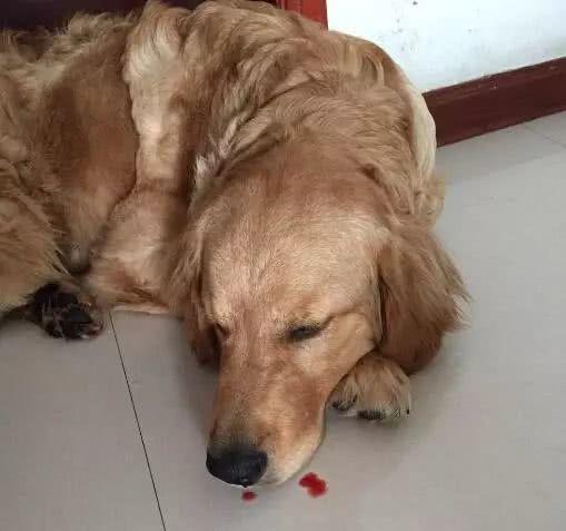 狗狗鼻炎有哪些症状?如何治疗狗狗鼻炎?(图4)