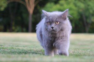 英短蓝猫多少钱一只?影响英短蓝猫价格的最大因素是什么?(图1)