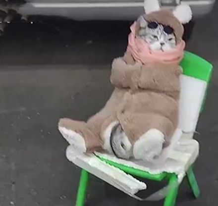 远看鱼摊的凳子上坐了只猫,凑近看后被可爱到了(图1)