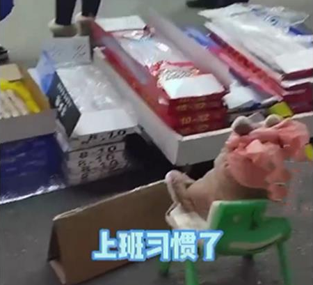 远看鱼摊的凳子上坐了只猫,凑近看后被可爱到了(图2)