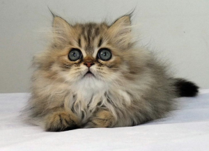 金吉拉猫的性格好吗?金吉拉猫的饲养方法(图2)