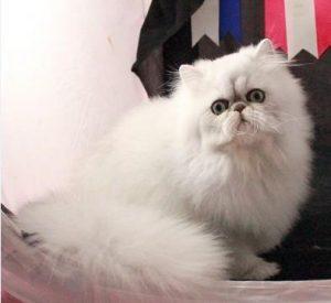 金吉拉猫的性格好吗?金吉拉猫的饲养方法(图5)