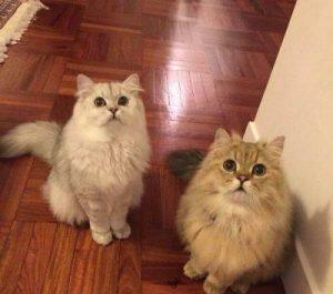 金吉拉猫的性格好吗?金吉拉猫的饲养方法(图8)