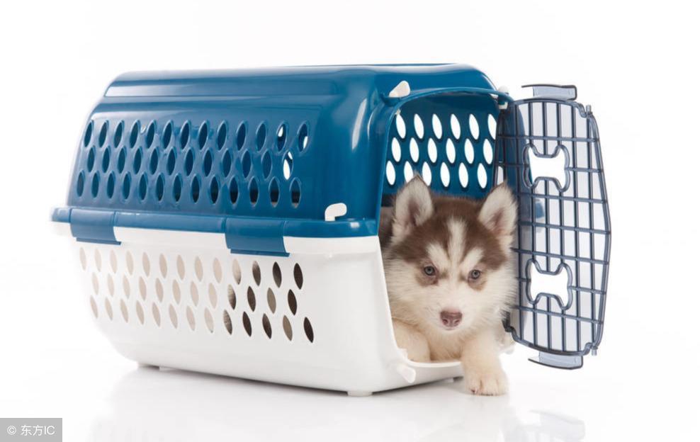 怎么办理火车托运宠物?宠物托运的流程(火车篇)(图2)