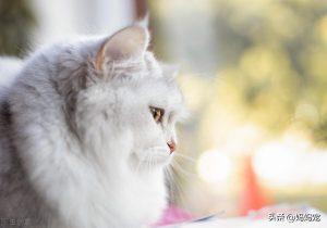 金吉拉猫如何选择?金吉拉猫购买技巧(图1)