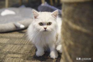 金吉拉猫如何选择?金吉拉猫购买技巧(图3)