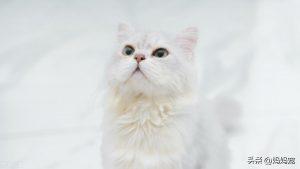 金吉拉猫如何选择?金吉拉猫购买技巧(图2)