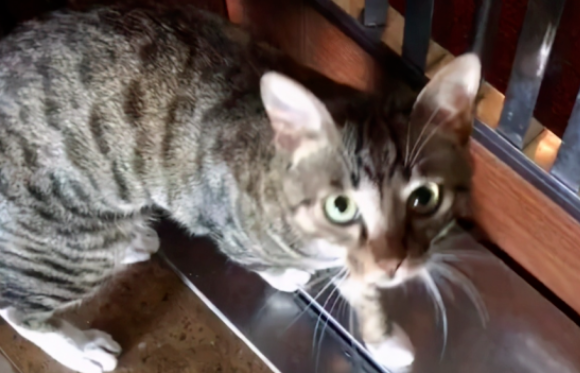 流浪猫被拉去做了绝育,猫:淡淡的忧伤!(图1)