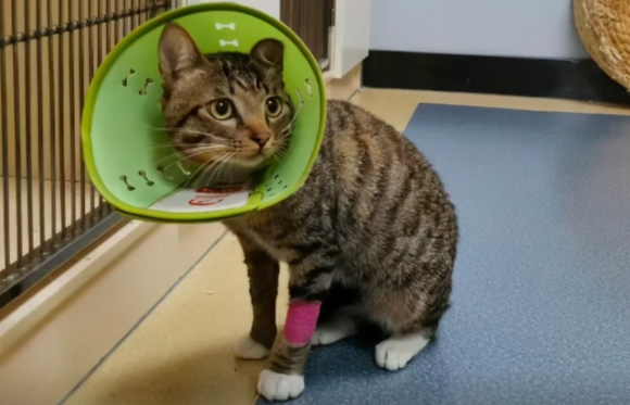 流浪猫被拉去做了绝育,猫:淡淡的忧伤!(图2)