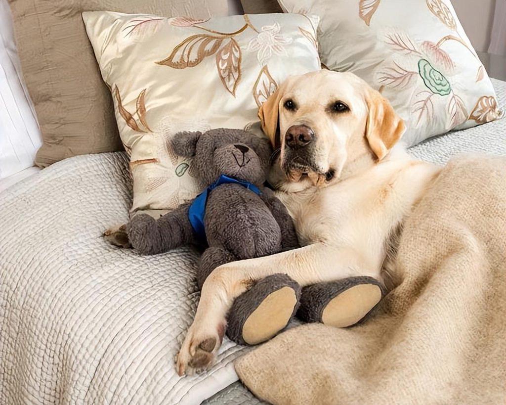 狗狗为什么那么喜欢上床睡觉?如果不想让狗狗上床可以怎么做?(图2)