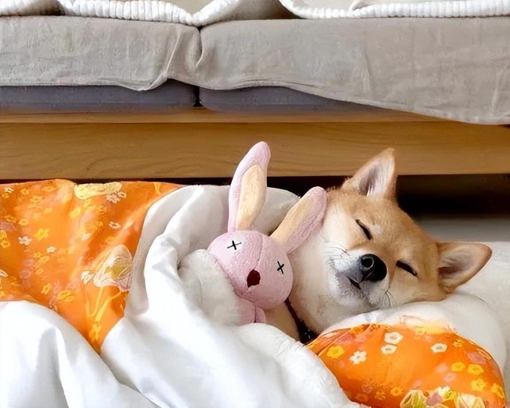 狗狗为什么那么喜欢上床睡觉?如果不想让狗狗上床可以怎么做?(图3)