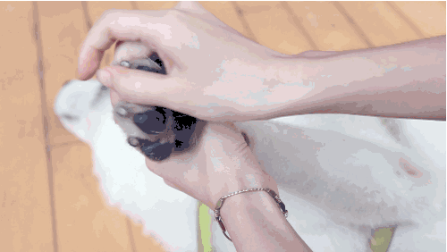 狗狗为什么那么喜欢上床睡觉?如果不想让狗狗上床可以怎么做?(图4)