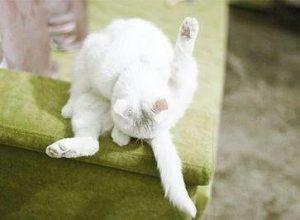 猫咪肛门腺是什么?用不用挤掉?(图4)