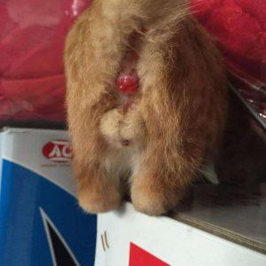 猫咪肛门腺是什么?用不用挤掉?(图6)