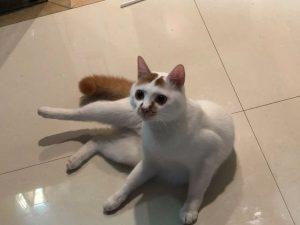 猫咪肛门腺是什么?用不用挤掉?(图13)