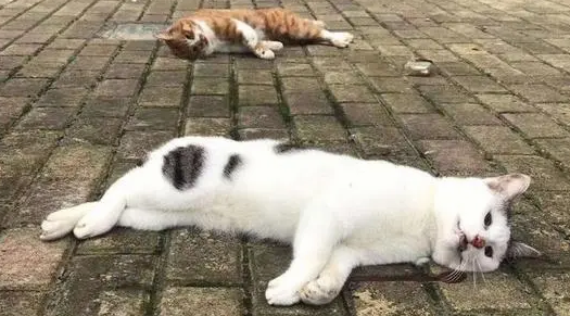 个人在国外购买宠物 | 除猫犬外,个人从境外邮购活体宠物均属非法(图1)