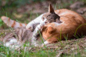 猫咪驱虫一般多少钱?(驱虫的注意要点是什么?)(图2)