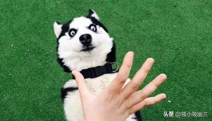 狗狗频繁蹭屁股怎么回事?经常给狗狗洗澡为什么屁股还会痒?(图2)