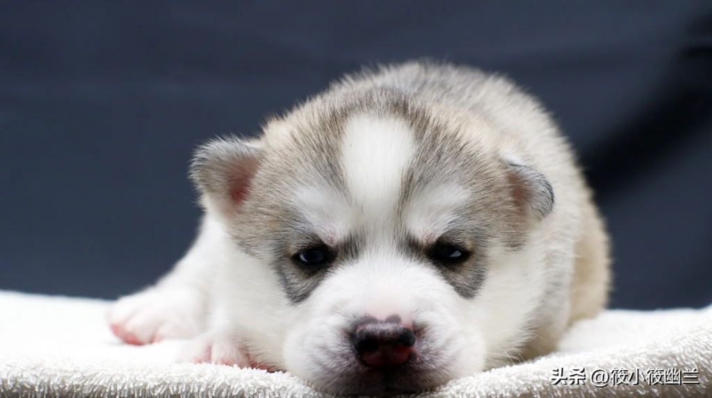 狗狗频繁蹭屁股怎么回事?经常给狗狗洗澡为什么屁股还会痒?(图1)