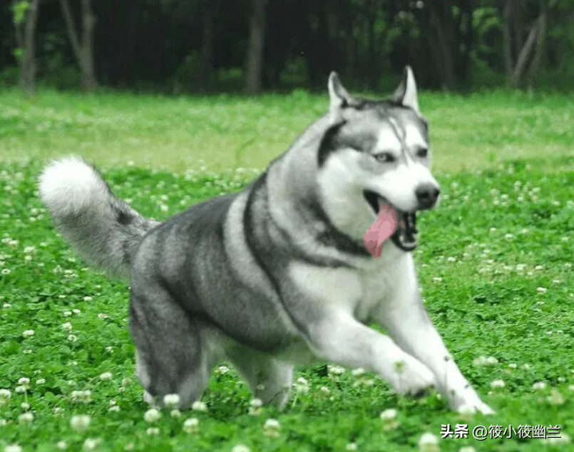 狗狗频繁蹭屁股怎么回事?经常给狗狗洗澡为什么屁股还会痒?(图3)