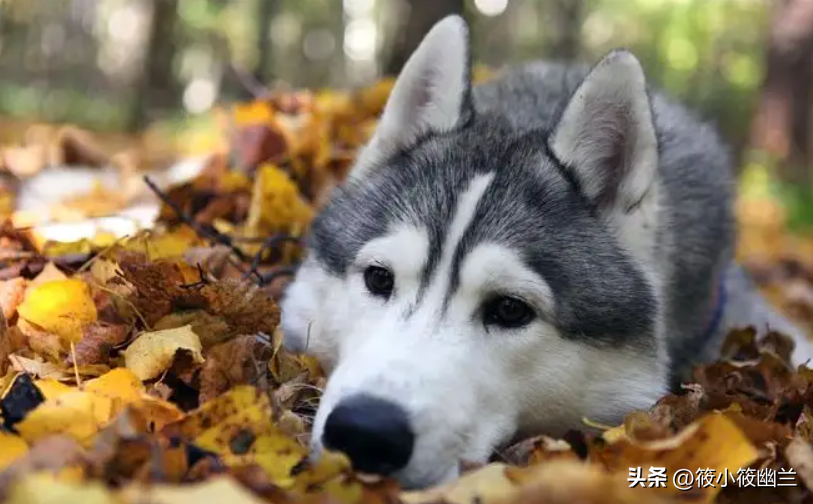 狗狗频繁蹭屁股怎么回事?经常给狗狗洗澡为什么屁股还会痒?(图4)