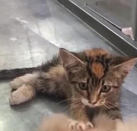 猫咪按摩狗狗的头,给予它安慰,医生看到后:这猫真是暖炸了!(图2)