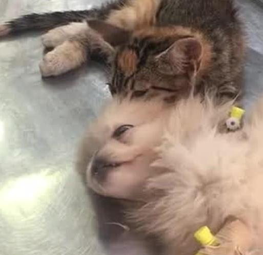 猫咪按摩狗狗的头,给予它安慰,医生看到后:这猫真是暖炸了!(图1)