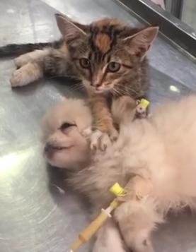 猫咪按摩狗狗的头,给予它安慰,医生看到后:这猫真是暖炸了!(图3)