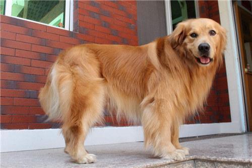 纯种金毛该怎么挑选?挑选纯种金毛,掌握以下六个特征就可以了(图4)