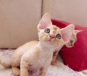 德文卷毛猫的市场价是怎样的?德文卷毛猫为什么那么贵?(图1)
