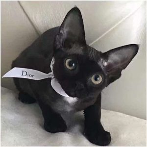 德文卷毛猫的市场价是怎样的?德文卷毛猫为什么那么贵?(图5)