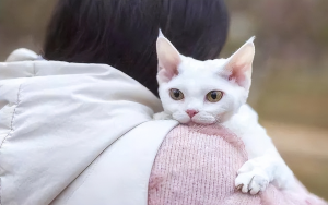 德文卷毛猫的市场价是怎样的?德文卷毛猫为什么那么贵?(图6)