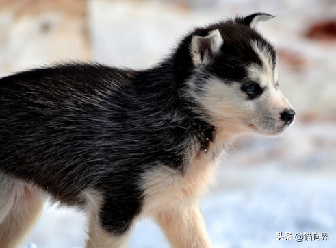 盘点5种最难养的狗狗,新手铲屎官们一定要避开鸭~(图1)