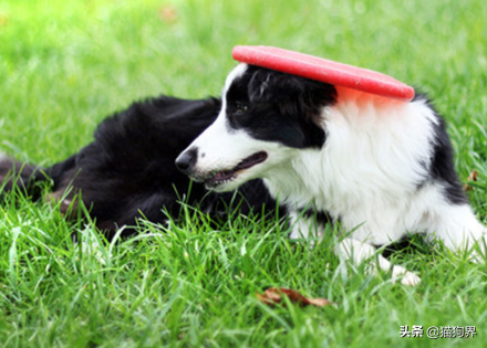 盘点5种最难养的狗狗,新手铲屎官们一定要避开鸭~(图2)