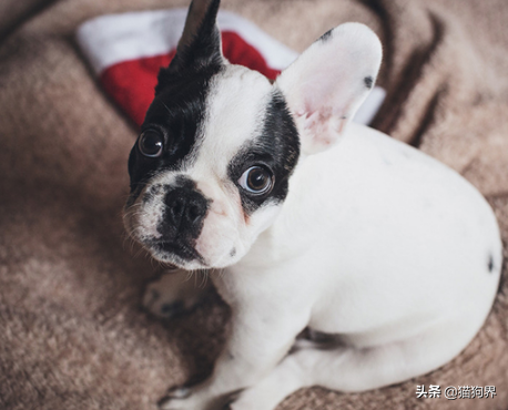 盘点5种最难养的狗狗,新手铲屎官们一定要避开鸭~(图3)