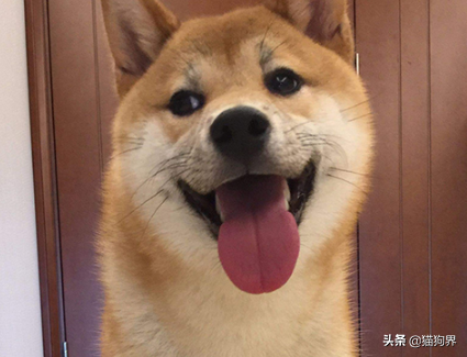 盘点5种最难养的狗狗,新手铲屎官们一定要避开鸭~(图4)