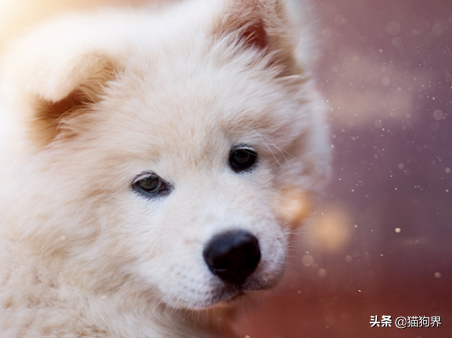 盘点5种最难养的狗狗,新手铲屎官们一定要避开鸭~(图5)