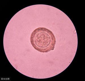 了解猫狗这6种常见体内寄生虫,怎么去预防它?(图4)